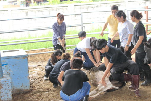 สาขาวิชาเทคโนโลยีการผลิตสัตว์และวิทยาศาสตร์สุขภาพสัตว์