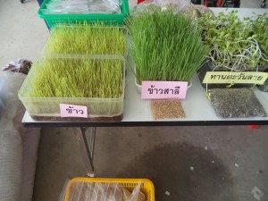 ภาพประกอบเว็บไซต์