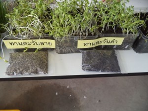 ภาพประกอบเว็บไซต์