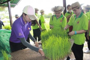 ภาพประกอบเว็บไซต์