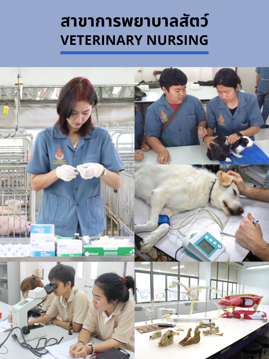 ภาพการเรียนการสอนสาขาการพยาบาลสัตว์