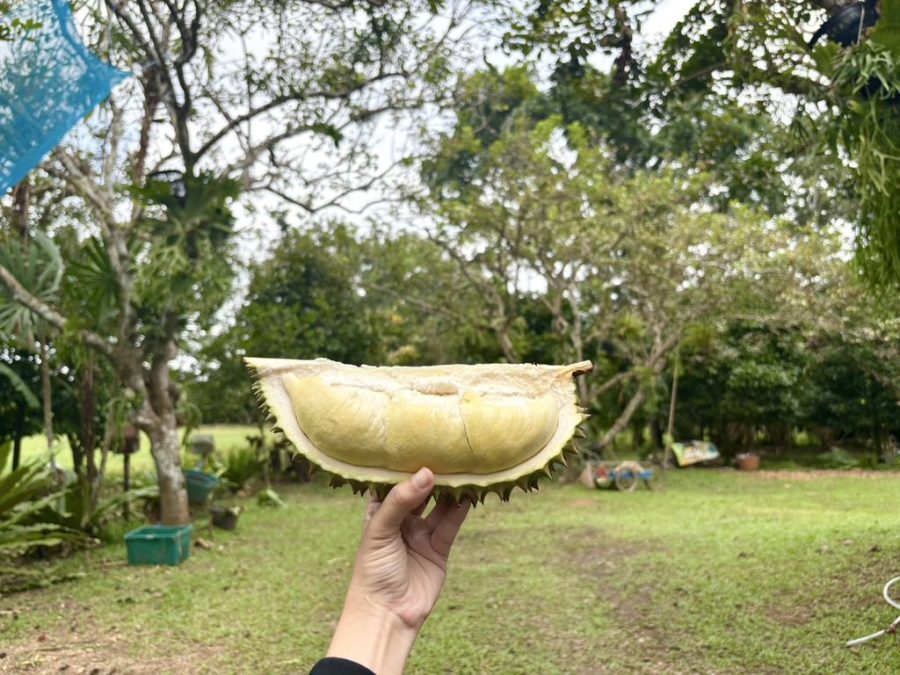 ทุเรียนจากสวน
