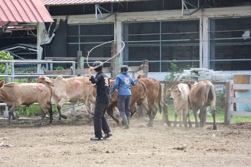 สาขาสัตวศาสตร์จัดการแข่งขันทักษะทางวิชาการภายใน ส่งเสริมให้นักศึกษาได้แสดงความรู้ความสามารถต่อวิชาชีพด้านสัตวศาสตร์