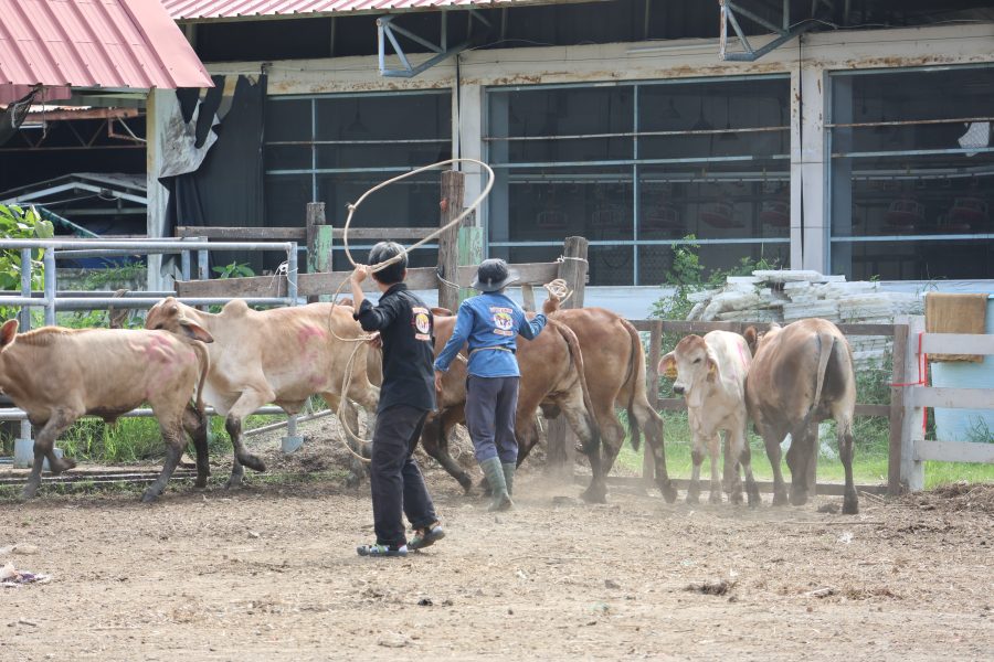 สาขาสัตวศาสตร์จัดการแข่งขันทักษะทางวิชาการภายใน ส่งเสริมให้นักศึกษาได้แสดงความรู้ความสามารถต่อวิชาชีพด้านสัตวศาสตร์