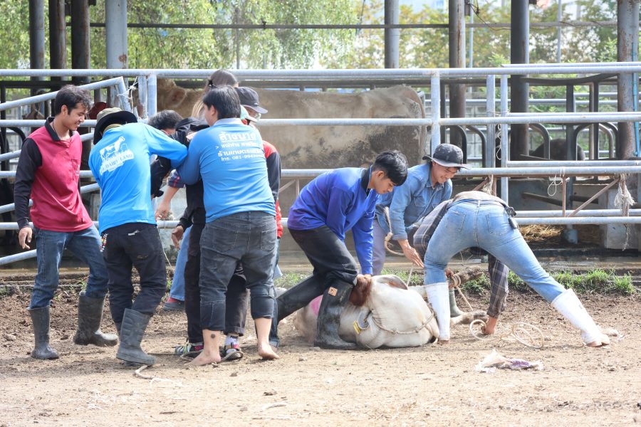 สาขาสัตวศาสตร์จัดการแข่งขันทักษะทางวิชาการภายใน ส่งเสริมให้นักศึกษาได้แสดงความรู้ความสามารถต่อวิชาชีพด้านสัตวศาสตร์