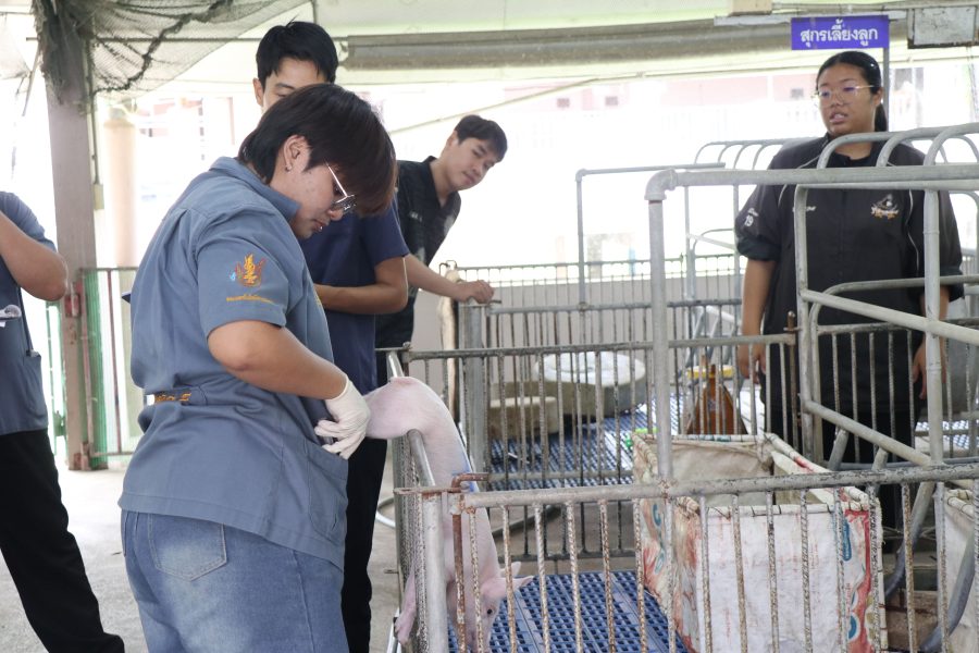 สาขาสัตวศาสตร์จัดการแข่งขันทักษะทางวิชาการภายใน ส่งเสริมให้นักศึกษาได้แสดงความรู้ความสามารถต่อวิชาชีพด้านสัตวศาสตร์