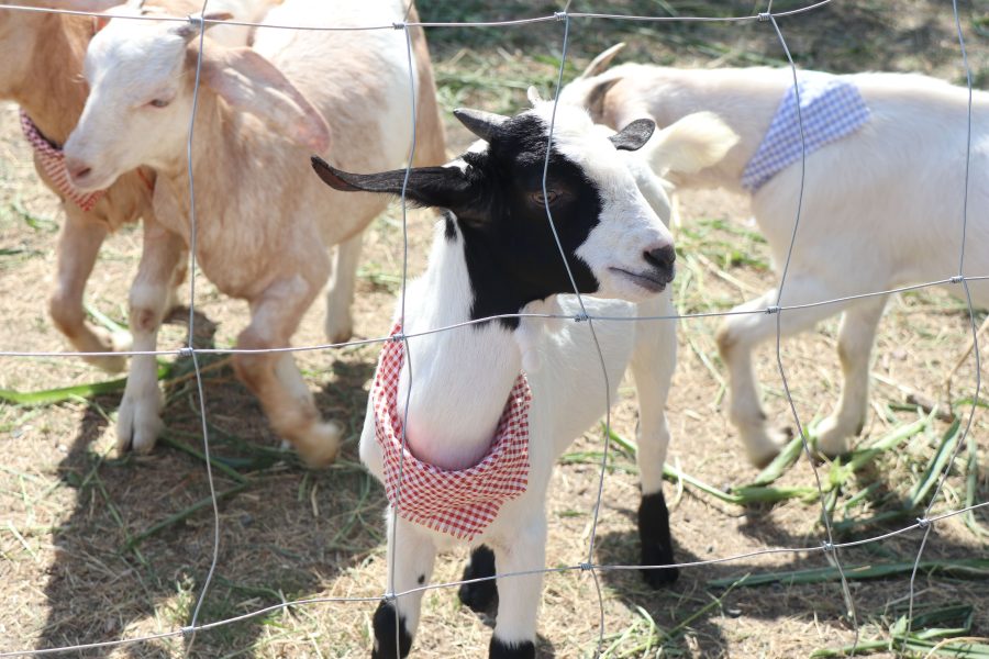 สาขาสัตวศาสตร์ มทร.ธัญบุรี ร่วมกิจกรรมวันเด็ก 2569 จัดแสดงแพะ แนะแนวการศึกษา ณ โรงเรียนสายปัญญารังสิต