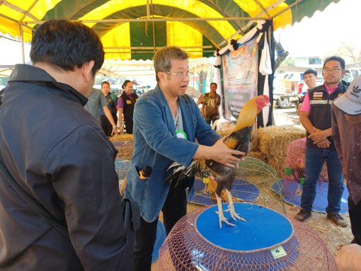 อาจารย์และนักศึกษาคณะเทคโนโลยีการเกษตร มทร.ธัญบุรี ร่วมเป็นกรรมการและผู้ช่วยตัดสินการประกวดไก่พื้นเมือง งานเจ้าพ่อพญาแล 2569