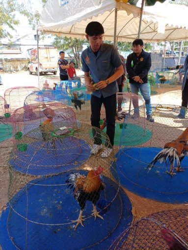 อาจารย์และนักศึกษาคณะเทคโนโลยีการเกษตร มทร.ธัญบุรี ร่วมเป็นกรรมการและผู้ช่วยตัดสินการประกวดไก่พื้นเมือง งานเจ้าพ่อพญาแล 2569