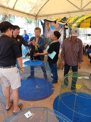 อาจารย์และนักศึกษาคณะเทคโนโลยีการเกษตร มทร.ธัญบุรี ร่วมเป็นกรรมการและผู้ช่วยตัดสินการประกวดไก่พื้นเมือง งานเจ้าพ่อพญาแล 2569