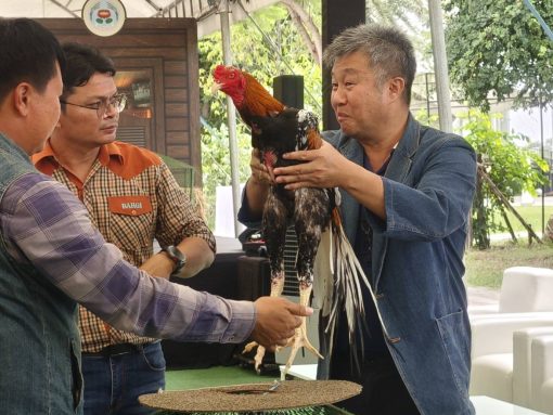 นักศึกษาสาขาสัตวศาสตร์ คณะเทคโนโลยีการเกษตร มทร.ธัญบุรี ฝึกประสบการณ์จริงผู้ช่วยผู้ตัดสินการประกวดไก่พื้นเมือง ในงานมหกรรมประกวดสัตว์ปทุมธานี